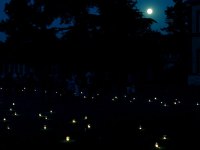les-minuits-la-nuit-les-arbres-accueil