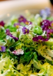 Salade au pavot