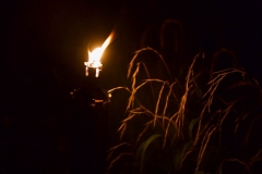 Les Minuits-Nuit dans le marais de la porte-09